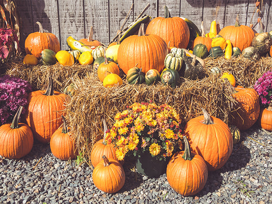 Italian Pumpkins Canvas Wall Art - Large One Panel