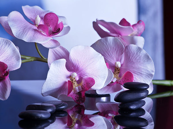 Purple Orchids Stones Spa Canvas Wall Art - Large One Panel